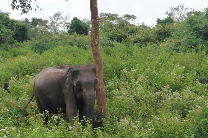 Udawalawa Safari Tour - All Inclusive Day Tour (Group) - Cancellation Policy