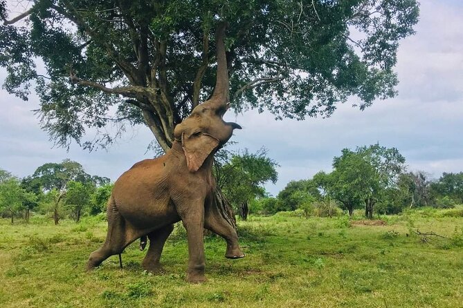 Udawalawe National Park 4 Hours Private Safari Tour - Refund Conditions