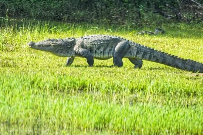 Udawalawe National Park and Elephant Transit Home From Galle - Inclusions and Exclusions