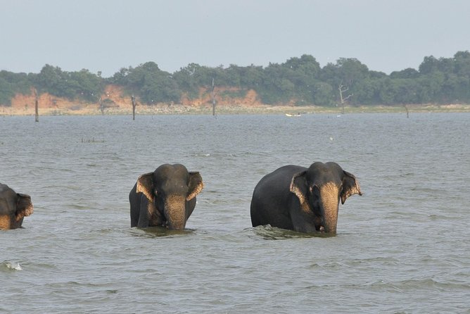 Udawalawe National Park Safari From Kalutara/Bentota/Hikkaduwa - Safari Package Inclusions