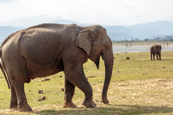 Udawalawe National Park Safari From Kalutara - Price and Guarantee