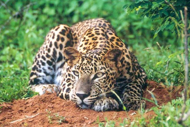 Udawalawe National Park Safari From Mount Lavinia - Cancellation Policy