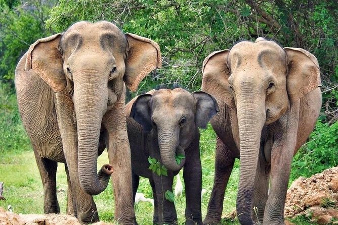 Udawalawe National Park Safari Trip From Galle/Mirissa/Ella - Cancellation Policy Details