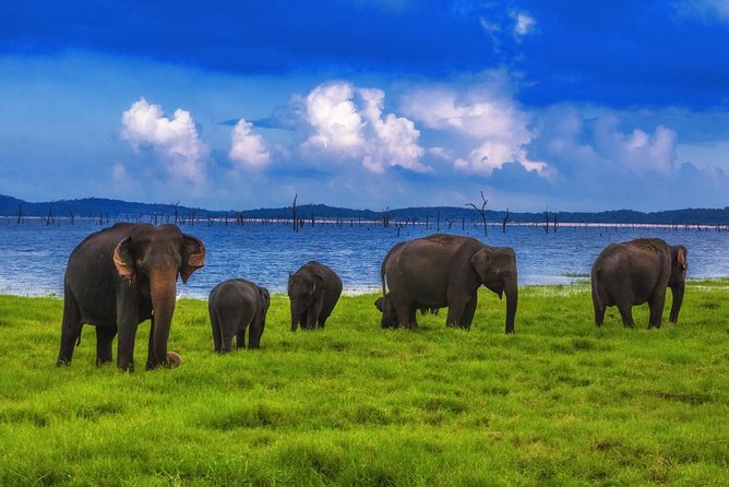 Udawalawe Safari Tour From Hambantota - Pricing and Guarantee