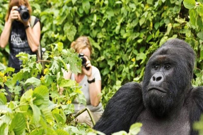 Uganda & Rwanda: 6-Day Adventure to Gorillas, Golden Monkeys.. - Cancellation Policy
