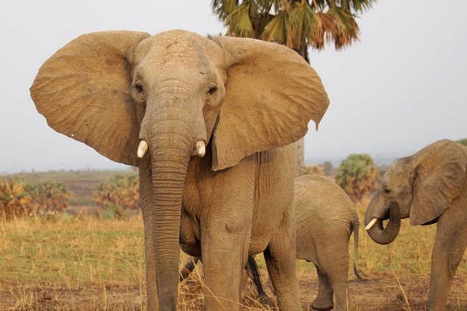 Uganda the Pearl of Africa Complete Wildlife 20 Day Safari - Guide Services