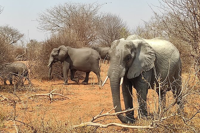 Unique Game Drive in Zambezi National Park in Open Safari Jeep - Booking Process