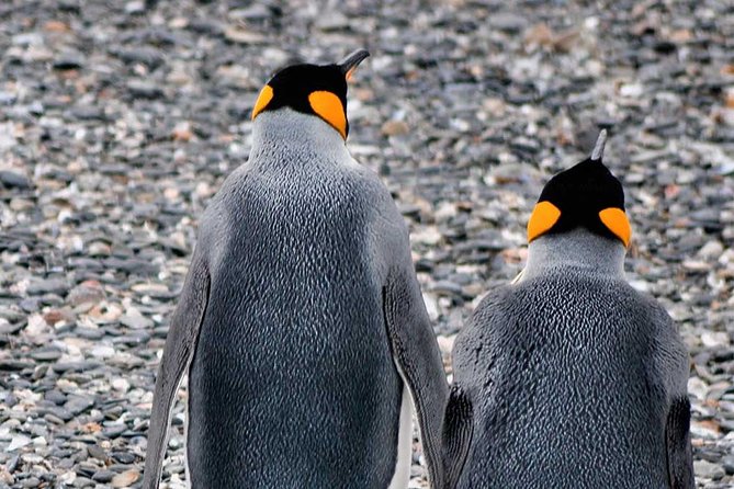 Unique Tour to Beagle Channel & Pinguins Sighting - Reviews and Feedback