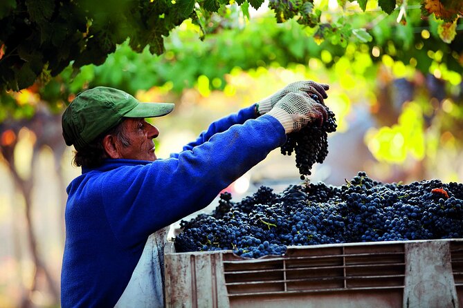 Visit Santa Rita Winery From Santiago - Booking and Pricing Details