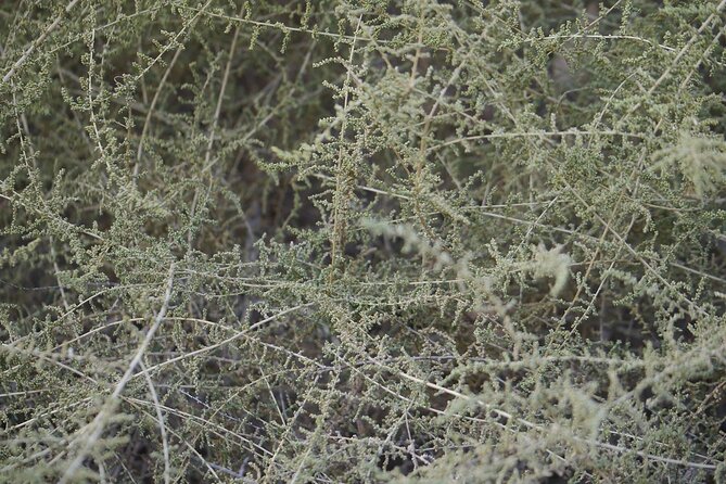 Visit To Rao Jodha Desert Rock Park, Jodhpur - Reservation and Payment Flexibility