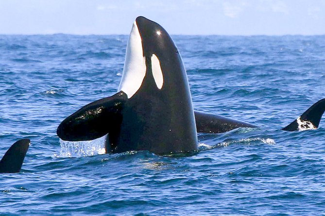 Whale Watching Boat Tour From Galle - Directions