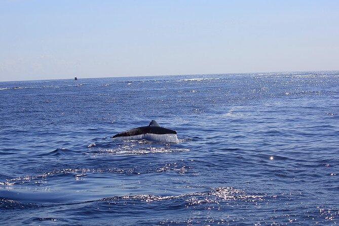 Whale Watching Boat Tour in Mirissa - Frequently Asked Questions