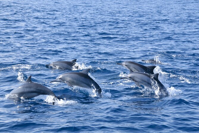 Whale Watching From Hikkaduwa With Pickup & Drop - The Sum Up