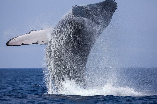 Whale Watching Shared Boat Tour From Bentota - Pricing, Guarantee, and Availability
