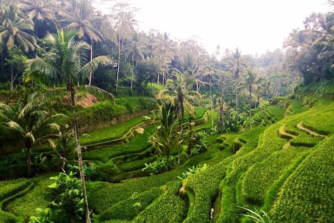 White Water Rafting Adventure & Ubud Tour -Private All-Inclusive - Weather and Safety Information