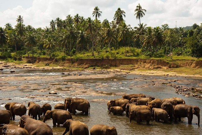 Wild Safari Udawalawe From Bentota - Flexible Cancellation Policy