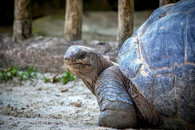 Wildlife Tour: Blue Bay Glass Bottom Boat & Ile Aux Aigrettes - Tour Overview