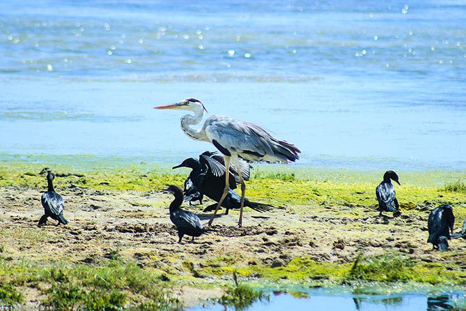 Wildlife Tour Covering Birds, Mammals and Whales (12 Days) - Whale Watching Experience