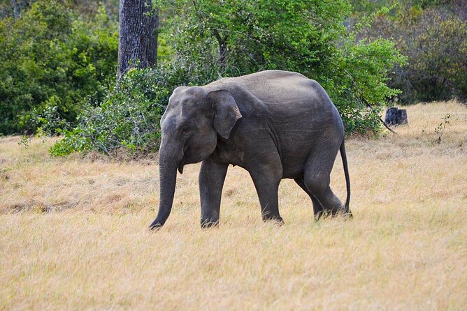 Wildlife Tour Covering Birds, Mammals and Whales (21 Days) - Pickup Information