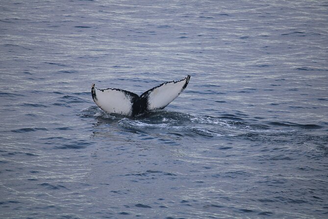 Wildlife Whale Watching and Puffin Tour in Reykjavik - The Sum Up