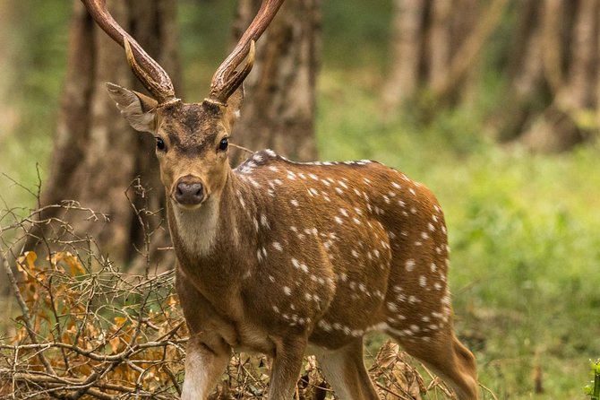 Wilpattu National Park Private Safari (All Inclusive) From Negombo - Comfortable Transportation Arrangements