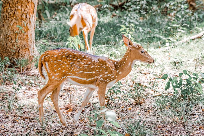 Wilpattu National Park Private Safari - Price Details and Guarantee