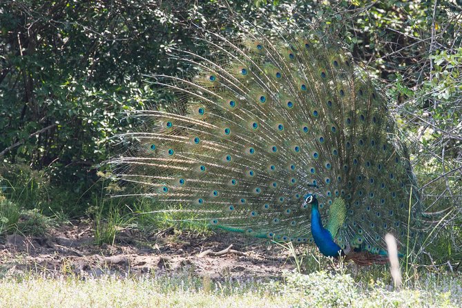 Wilpattu National Park Tour From Bentota With Jeep SAFARI - Tour Duration