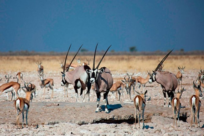 Windhoek, Etosha, Swakopmund & Sossusvlei Adventure (Self-drive) - Adventure Activities