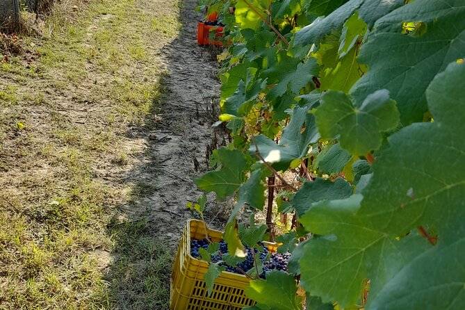 Wine and Typical Product Tasting Tour - Additional Tips