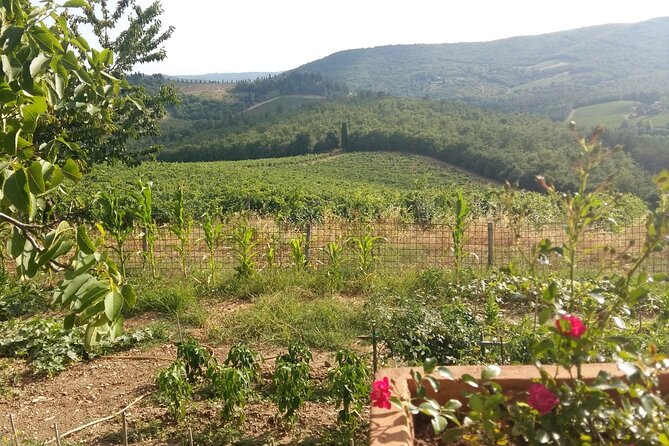 Wine Cheese and EVO Oil Tastings Southern Tuscany Fullday From Florence - Additional Considerations