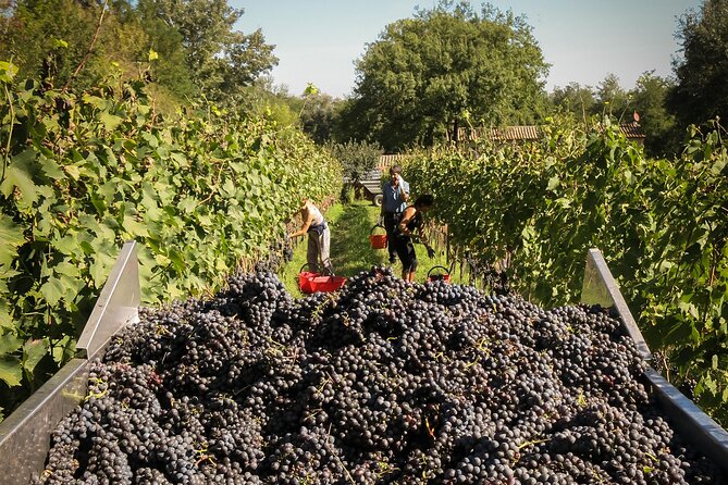 Wine Tasting - Accessibility Information