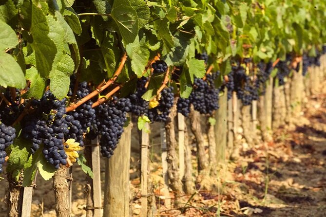 Wine Tasting in Bolgheri - Directions and Location