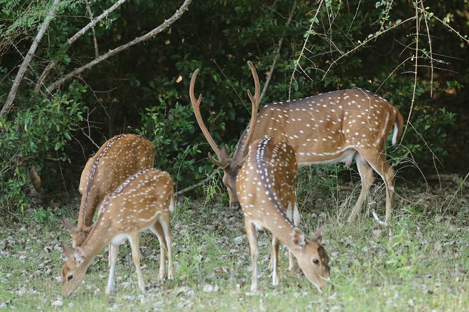 Witness the Beauty of South Asian Wildlife for the Budget Price - Affordable Wildlife Photography Tips