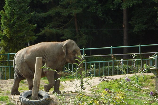 Wroclaw: Zoo With Private Transport and Tickets - Accessibility Features