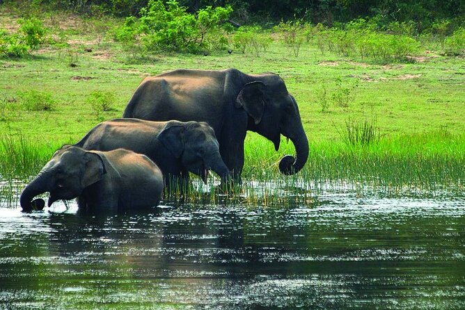 Yala National Park Half Day Safari From Colombo. - Cancellation Policy Details