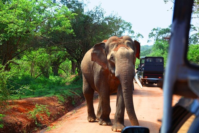 Yala National Park Safari From Galle - The Sum Up