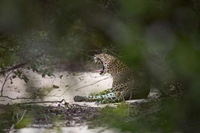 Yala National Park Safari From Hikkaduwa - Pricing and Booking Details