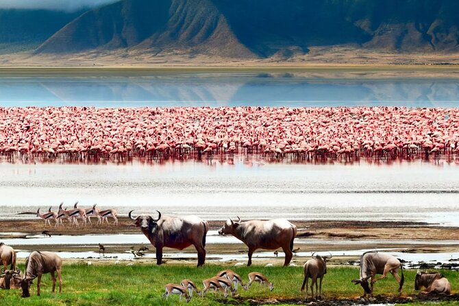 5DAYS Masai Mara Nakuru Naivasha Joining Group Budget Safari - Good To Know