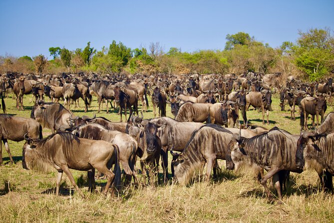 6-Day Safari to Tarangire, Lake Manyara, Serengeti and Ngorongoro