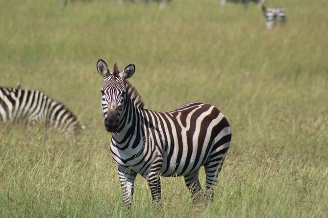 6-Day Safari Tour to Tarangire, Manyara, L. Eyasi & Ngorongoro - Good To Know