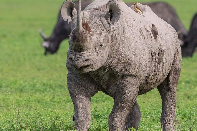 6 Days Budget Camping Tanzania Safari Highlights - Good To Know