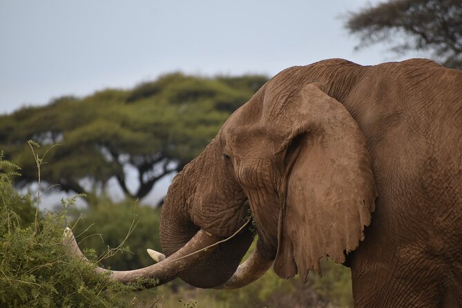 6 Days Kenya Luxury Safari 2024 - Good To Know