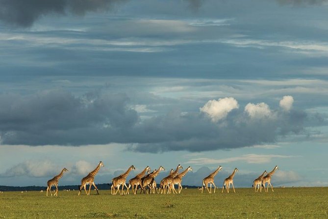 6 Days Kenya Safari Masai Mara, Lake Nakuru And Lake Baringo / Bogoria. - Good To Know