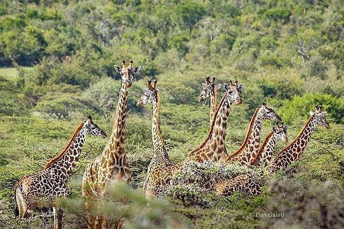 6 Days Lodge Safaris - Good To Know