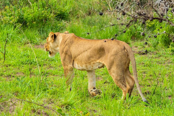 6 Days Primates and Game Drive Safari in Uganda - Good To Know