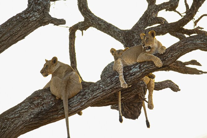 6 Days Private Safari With Mid-Range Lodges or Camps - Good To Know