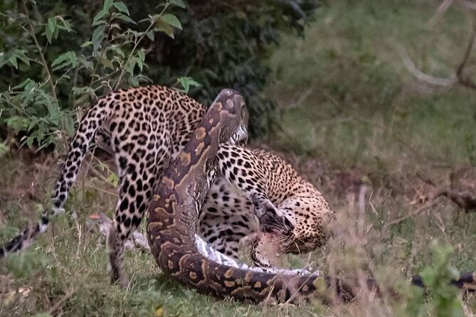 6 Days Safari to Lake Bogoria N/R, Lake Nakuru N/P, Maasai Mara N/R.