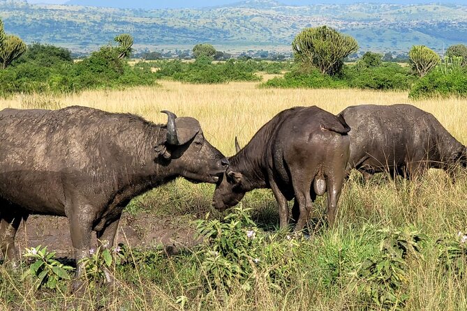 6 Days Uganda and Tanzania Safari (Serengeti and Bwindi)