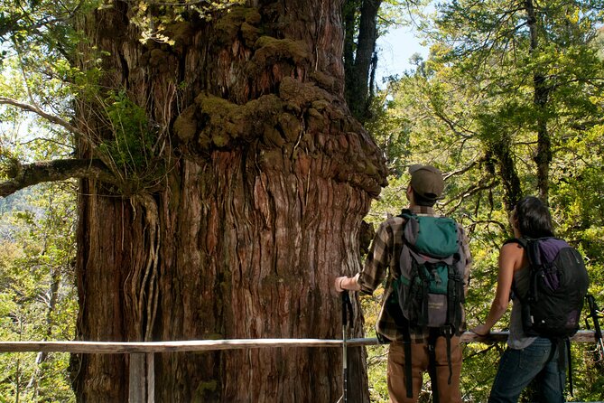 6 Hours Shared Tour in Calbuco and Millennial Forest - Good To Know