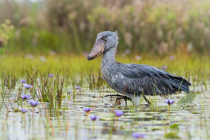 6 Hours Shoebill Stock and Mabamba Birding Private Experience - Good To Know